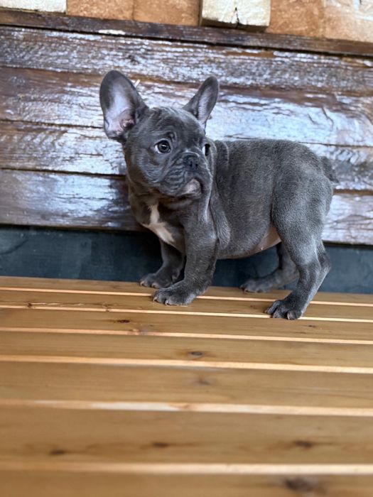 Femela bulldog francez blue