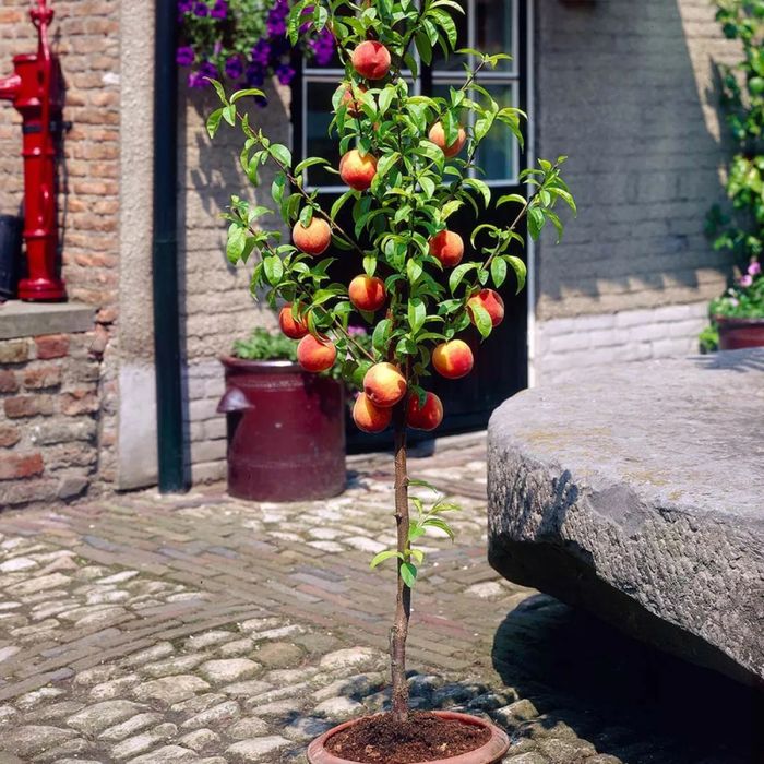 Pomi fructiferi pitici