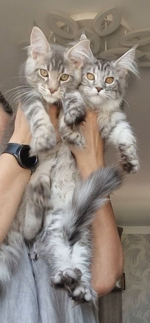 Котята мейн-куны