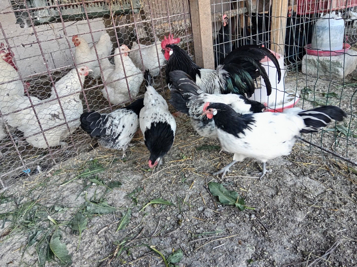 Ouă pentru incubat Rasa Australorp și lakenvelder