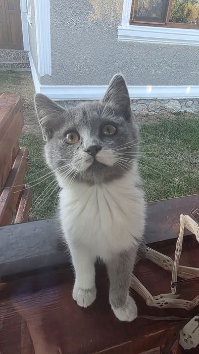 Adoptie pisici gratuit !