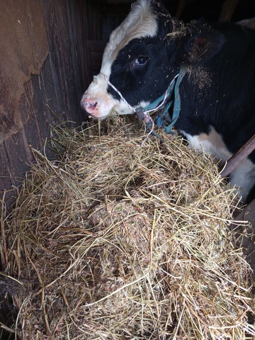 vând baloți lucernă