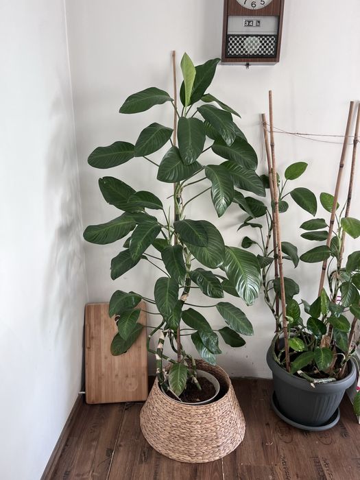 Dieffenbachia trestia dumbului