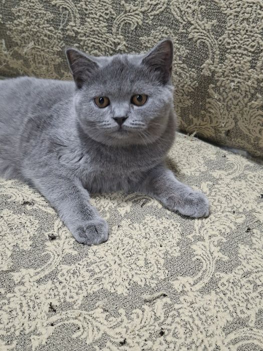 Продаются  скоттиш страйт