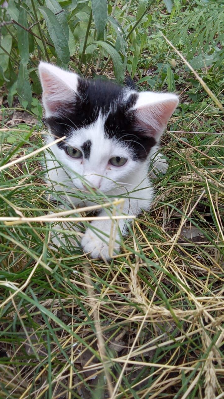 Котята ищут дом и своих любимых хозяев