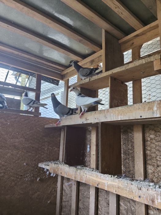 Porumbei voiajori colorați