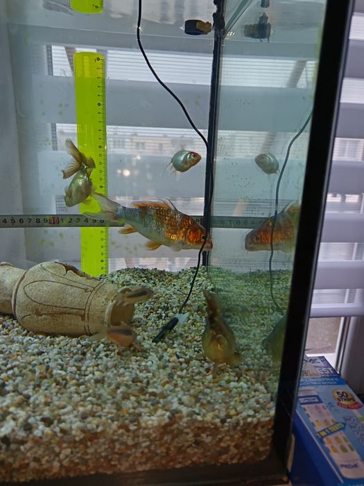 Pești scalari și crap koi de vânzare Ludus