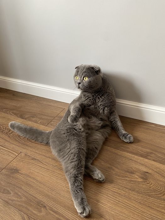 Британец ищет дом