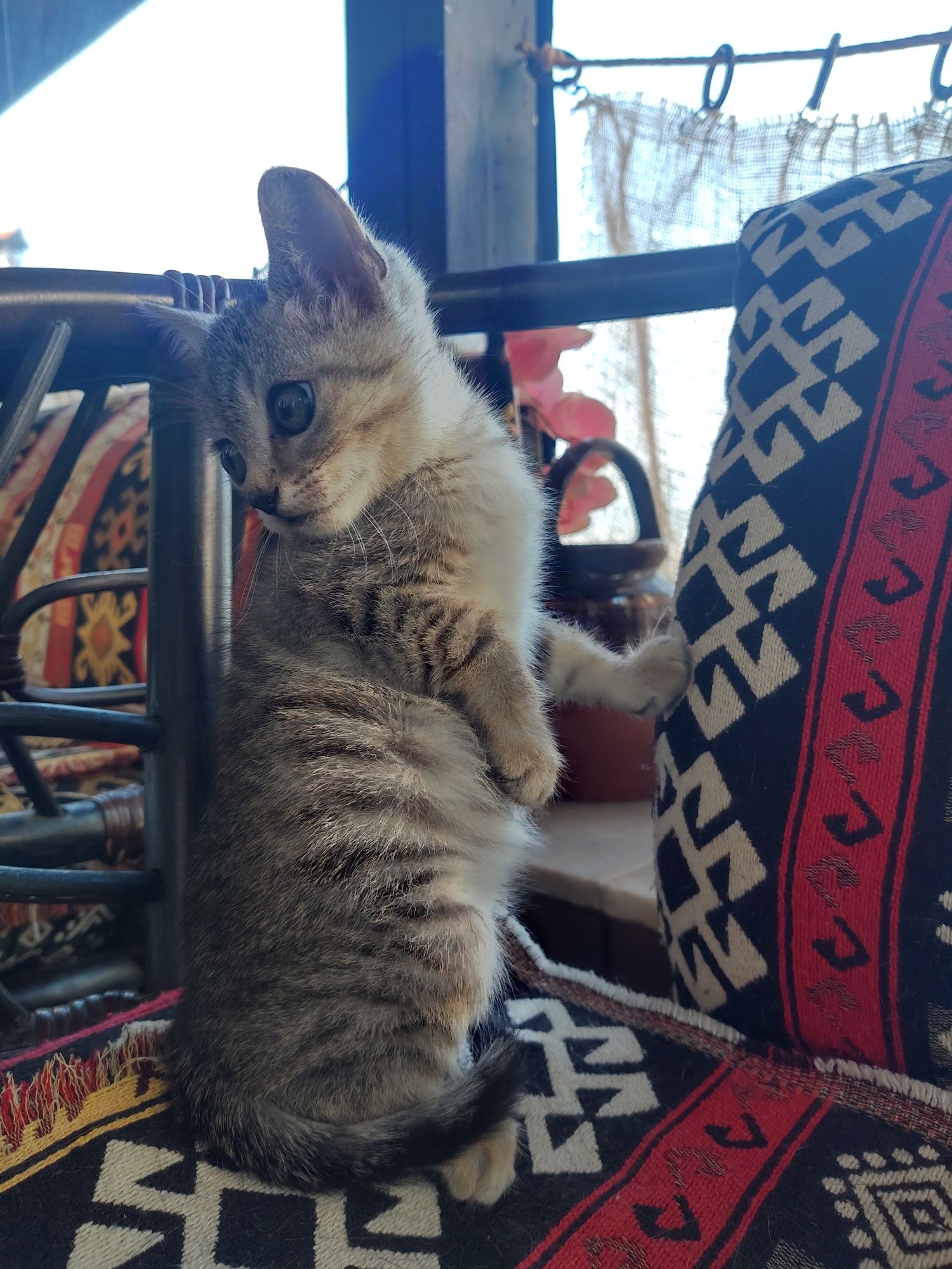 Подарявам котенце