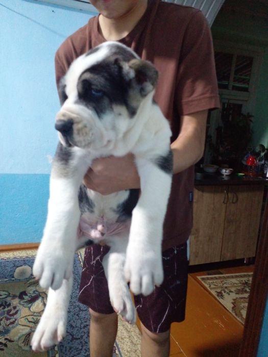 Продаются Алабай