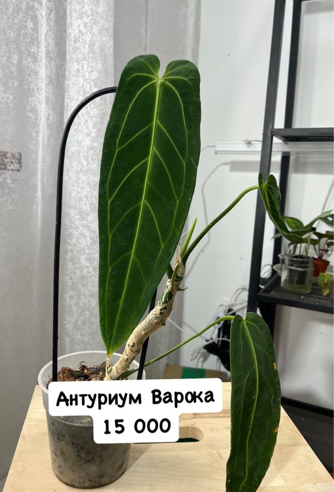 Цветв цветы цыетв