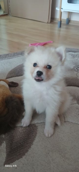 Мини шпиц померан