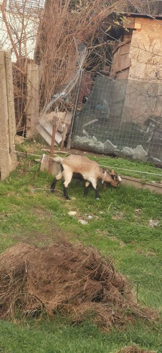 Vând o capra și o iada ambele gestante