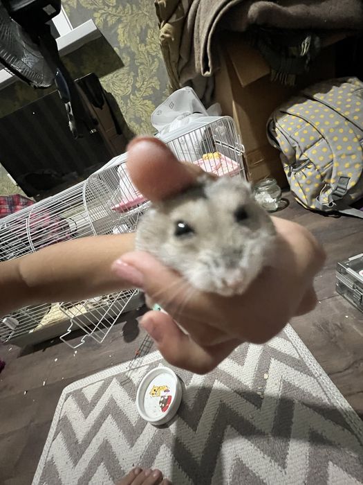 Здравствуйте! Отдаю даром хомячка джунгарика ,девочка 3 месяца