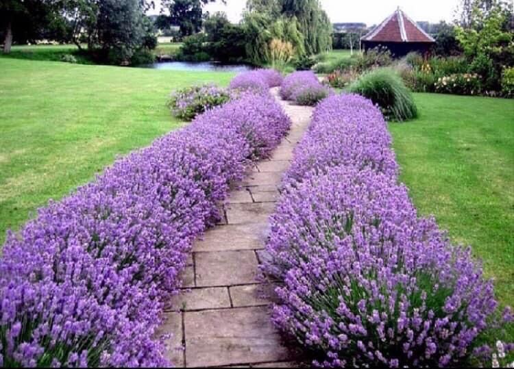 Лавандула разсад за декорация