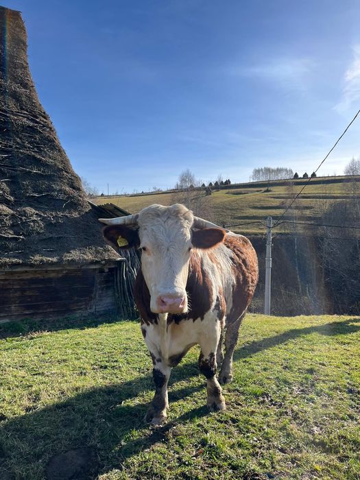 Vând boi sau schimb cu junci învățați la jug
