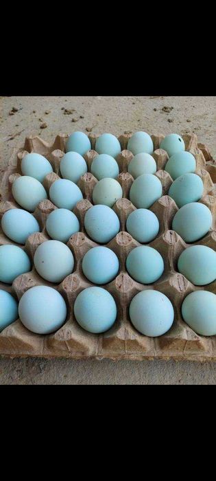 Ухайли тухумлари сотилади Қарши шаҳри