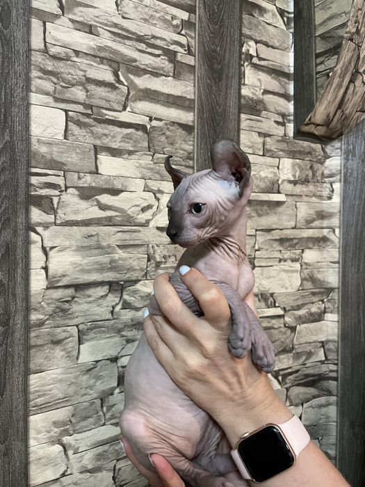 Котенца канадски сфинкс и елф