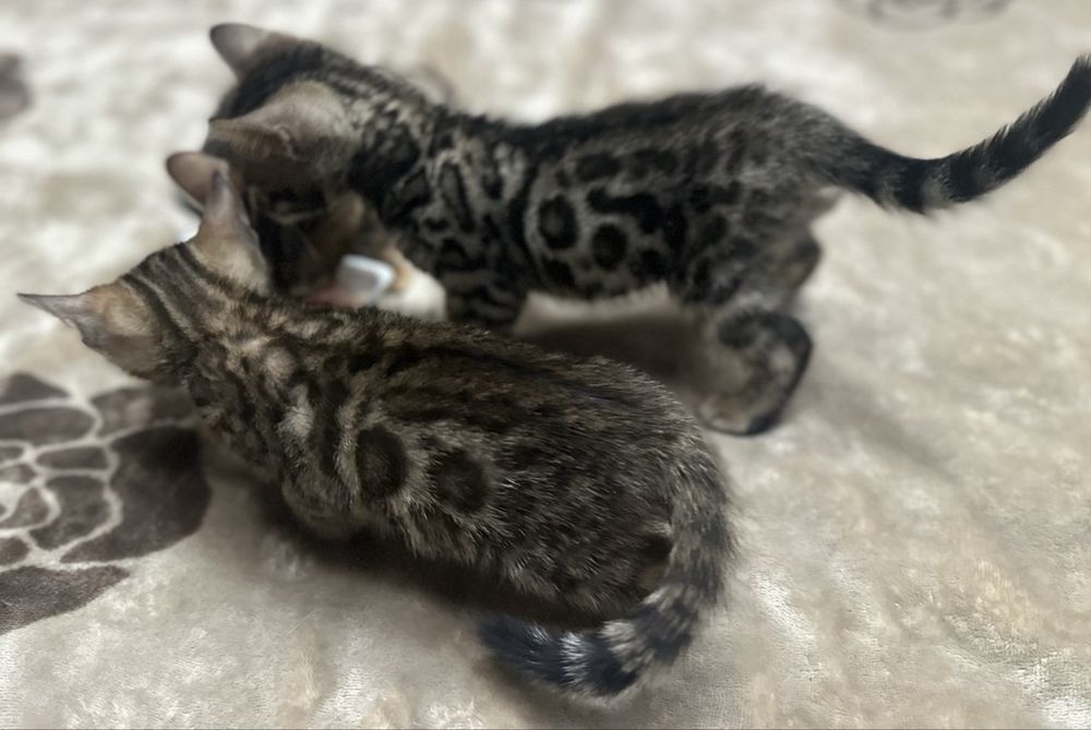 Бенгальские котята