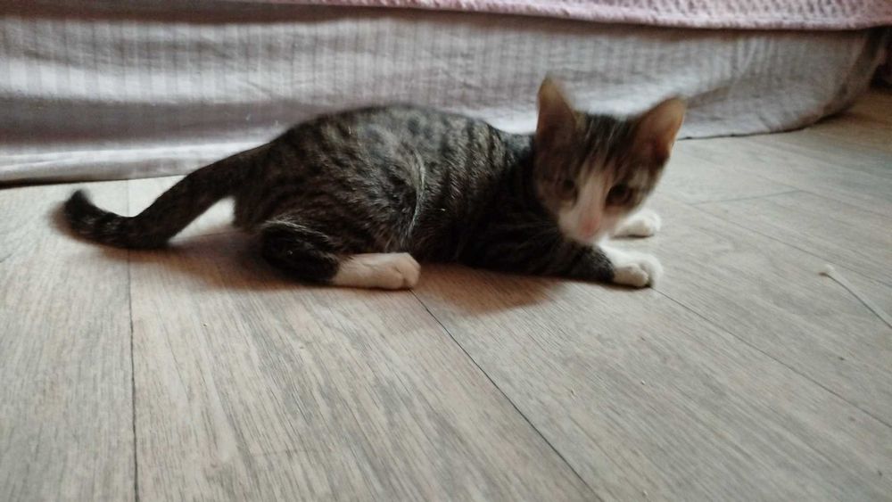Отдам котёнка, мальчика, в добрые руки