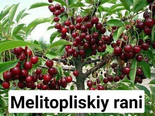 Mevali kuchatlar
