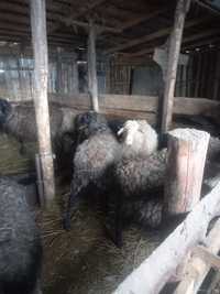 Продам овцематок с ягнятами 10голов цена 600000тг