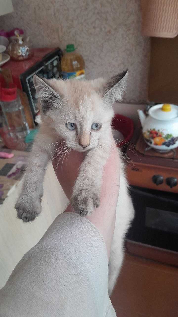 Отдам котенка в хорошие руки