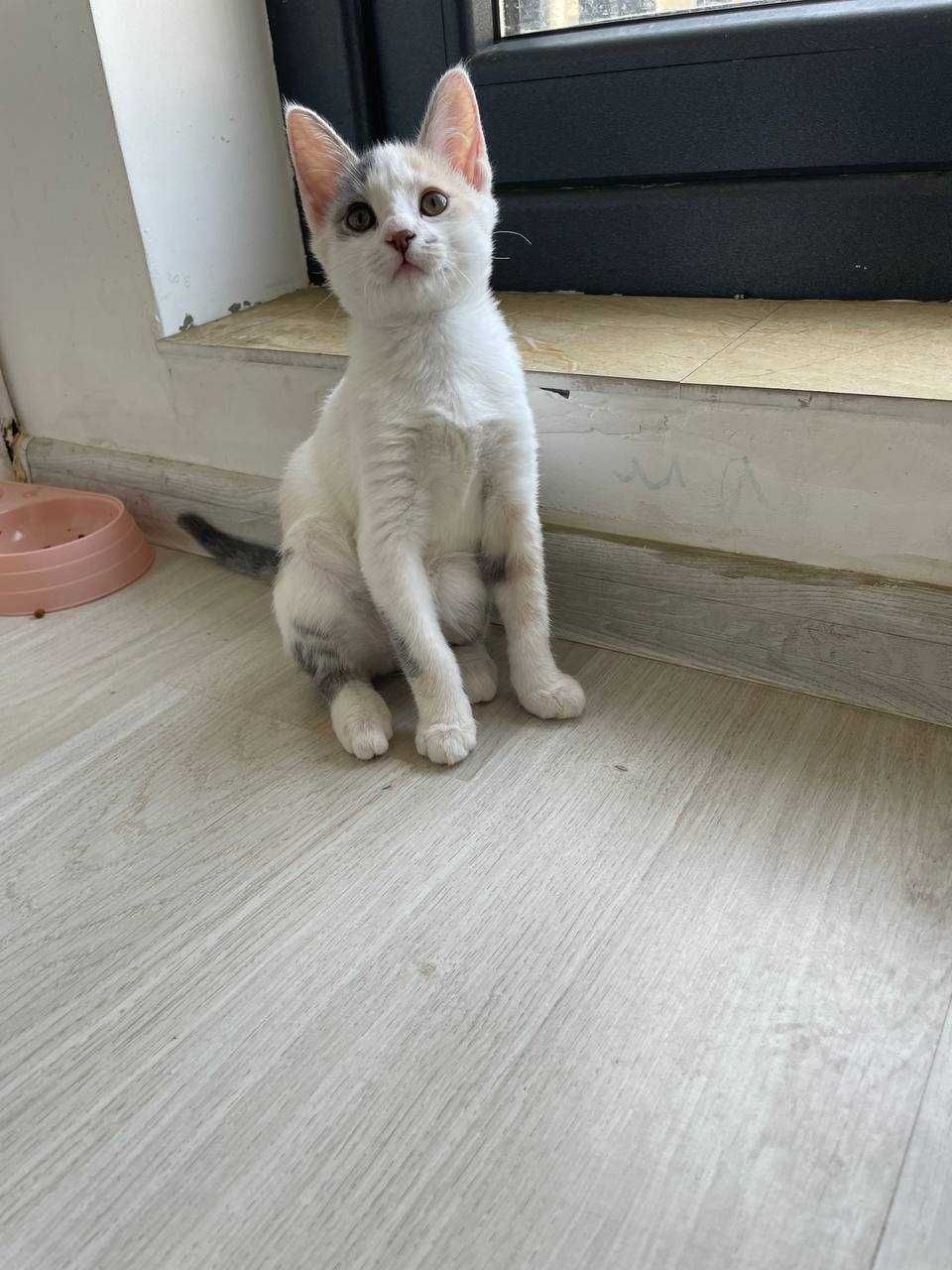 Ищем дом для милых котят!