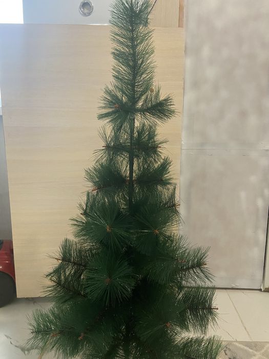 Шырша сатылады. Жағдайы жақсы