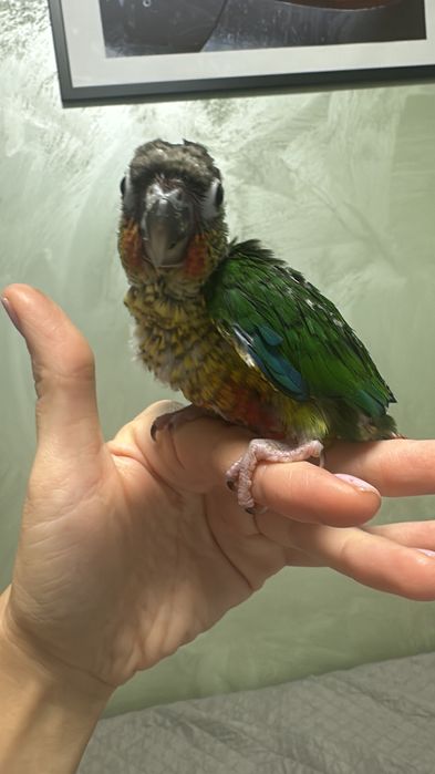 Папагали Пиррура ръчно хранени
