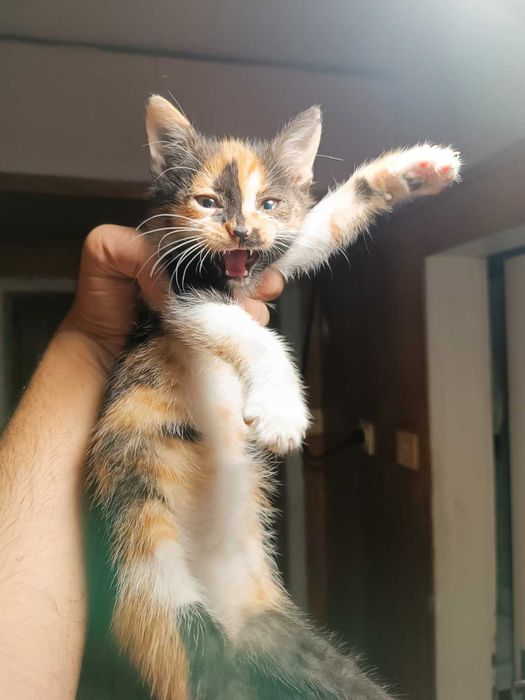 Подарявам женски котета