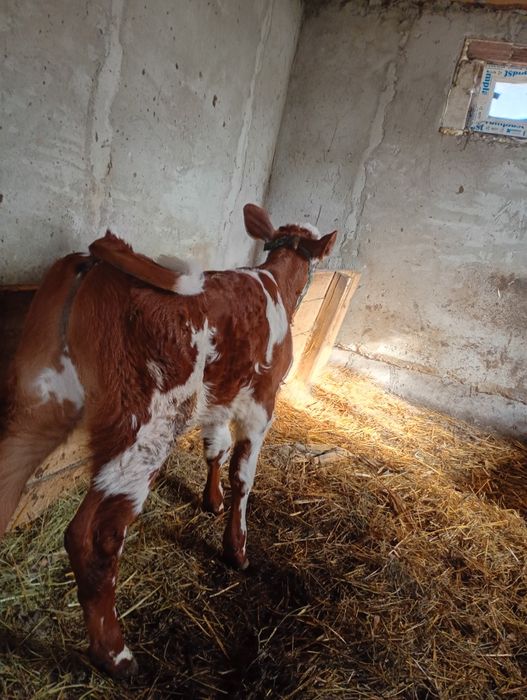 Vând vițel bălțat romanesc