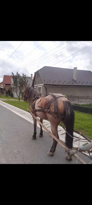 Cal cal de vânzare foarte bun