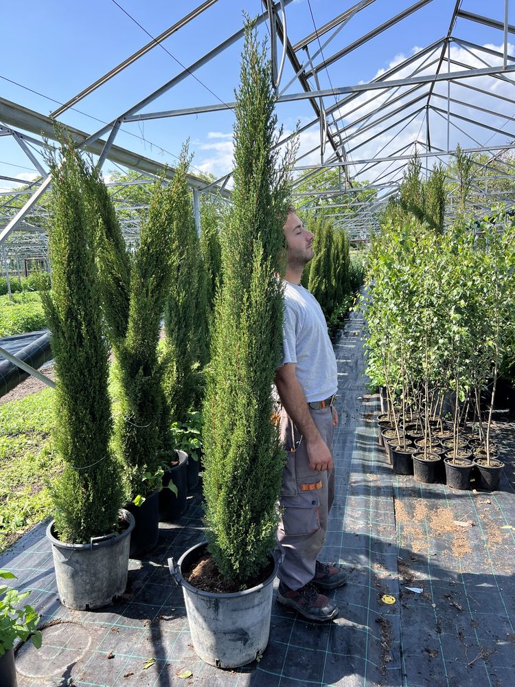 Продавам купресо кипарис Лейланди, (Cupr. Leylandii) ПРОИЗВОДИТЕЛ !!!