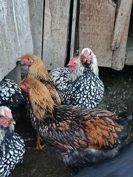 Găini de rasa de vanzare