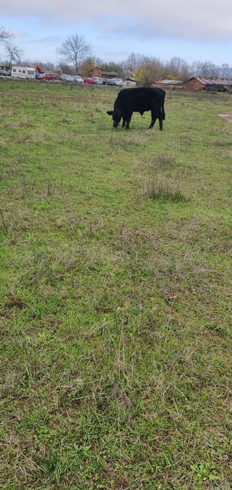 Абърдийн   ангус