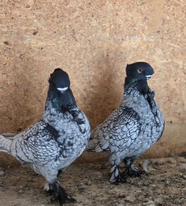 Porumbei de ornament blondineti