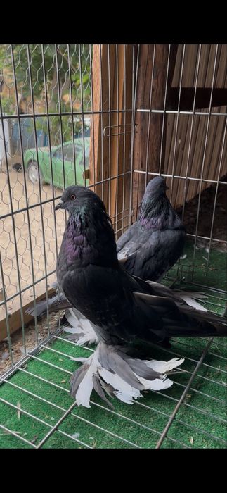 Porumbei disponibili sau la schimb