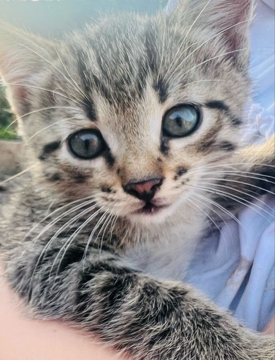 Отдаем в хорошие руки котят, два мальчика возраст три недели