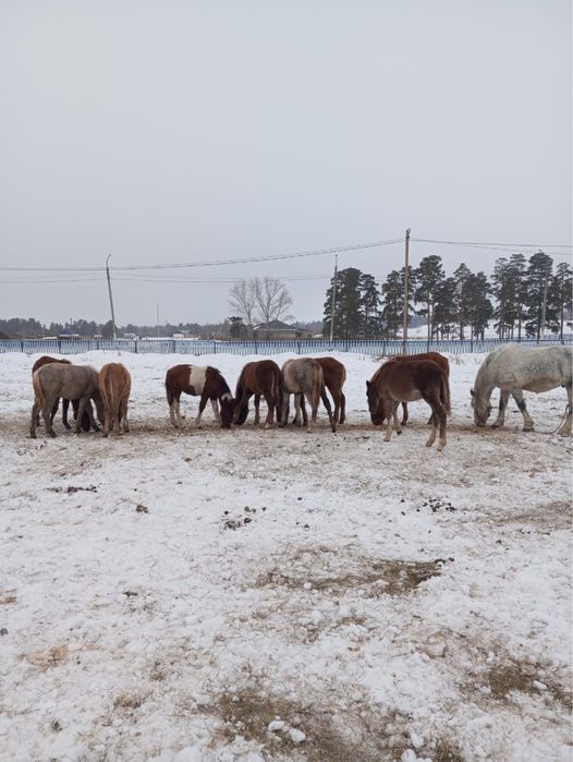 Продам жабагы 10 голов