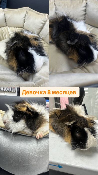Срочно продаются за символическую цену