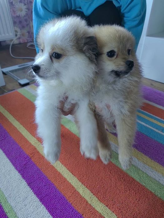 Мини шпиц/померан женски