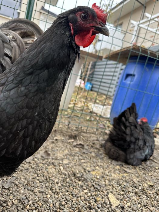 Vand oua Australorp pt incubat