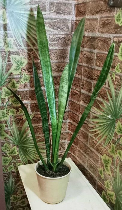 Продам. Сансевиерия цветок - чемпион по производству кислорода.