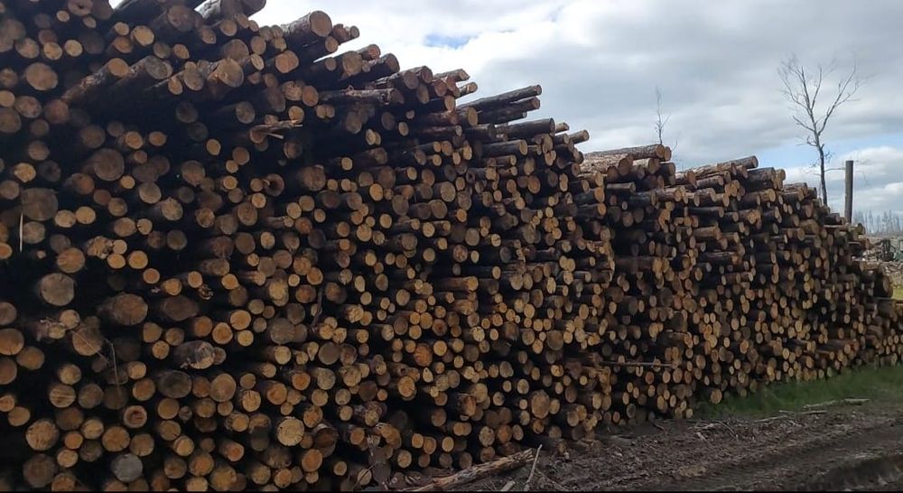 Продам лес в больших объёмах, Абайская область Борадулихинский район.