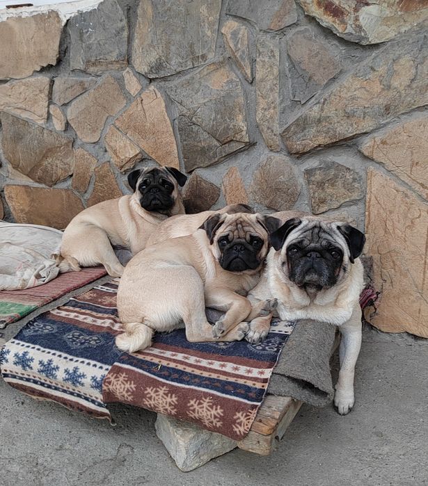 Продаются  щенки мопса