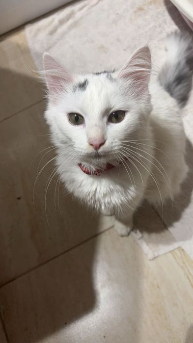 Donez pisici sterilizate
