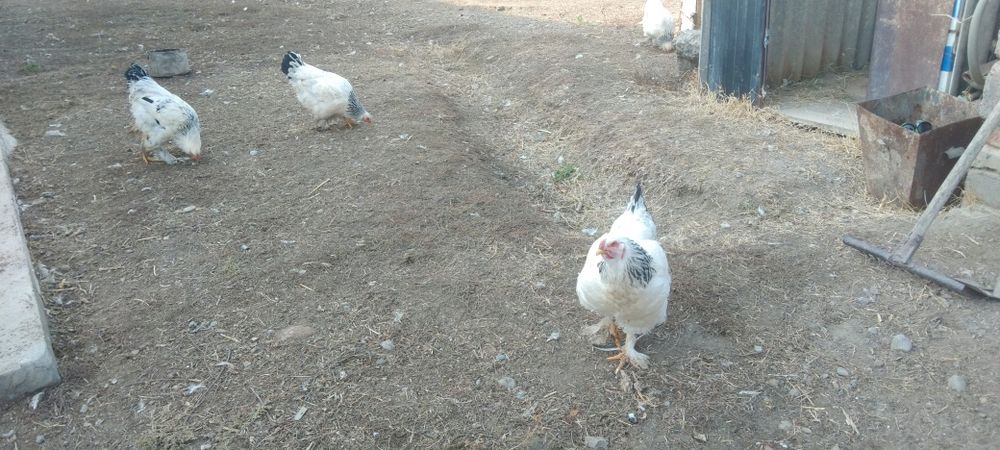 Брама тауықтаррррр