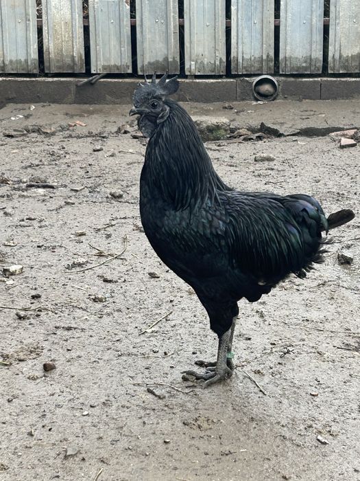 De vanzare cocos ayam cemani