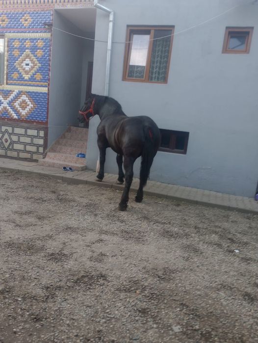Mânză de vânzare